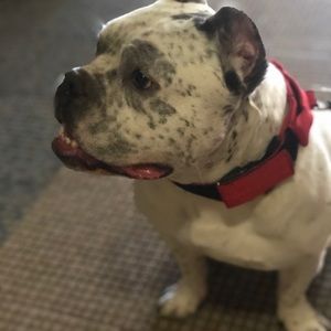 Meet your Posher, Benny